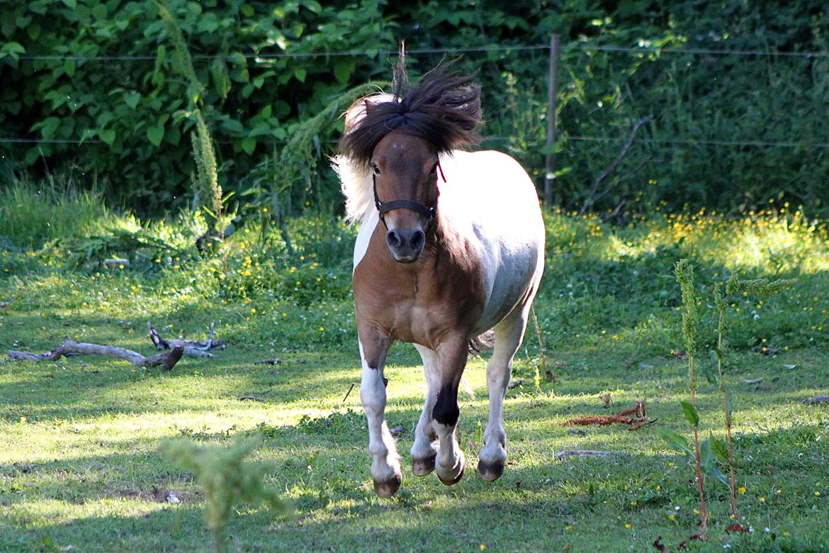 Shetlænder Incredible Dark Design (Indi) - 1 Juli 2015. billede 19