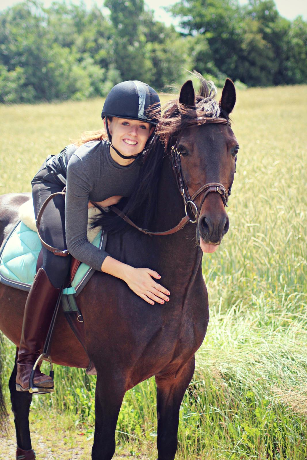 Hollandsk Sportspony Jumper billede 2