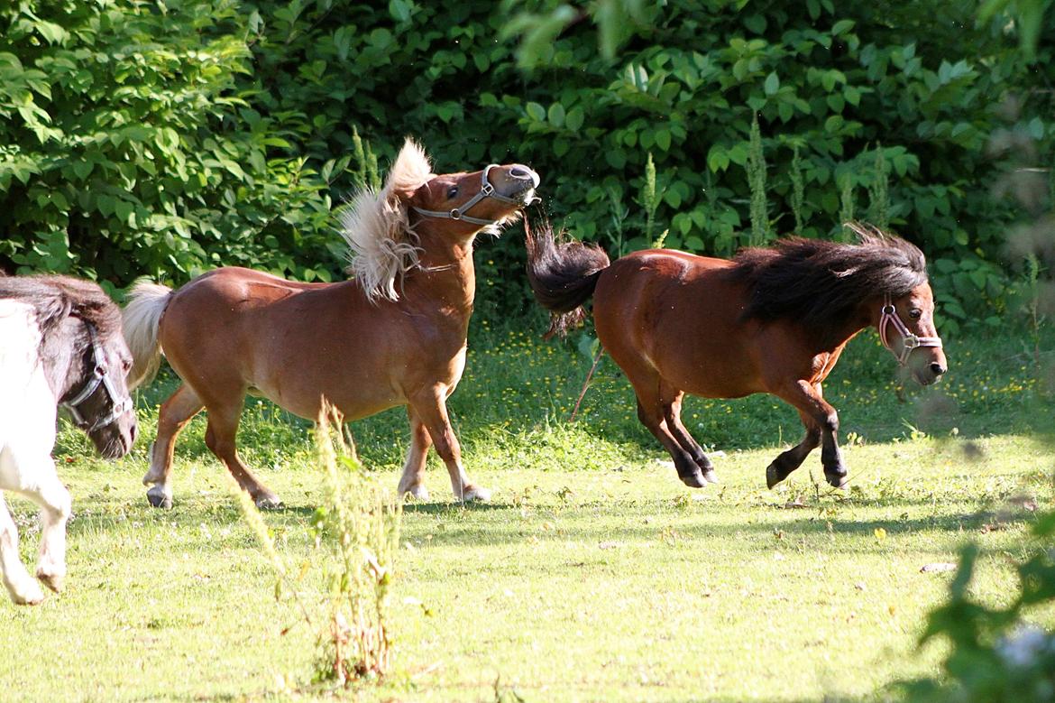 Shetlænder Victor - Victor sættes lige på plads af Bellaschen! 1 Juli 2015. billede 22