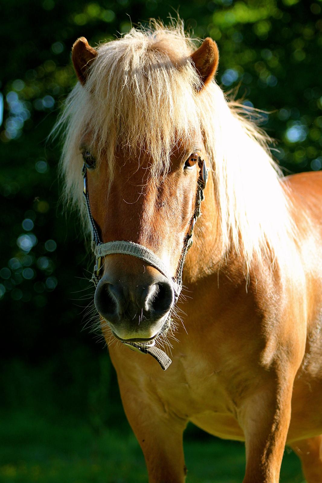 Shetlænder Victor - 1 Juli 2015. billede 1