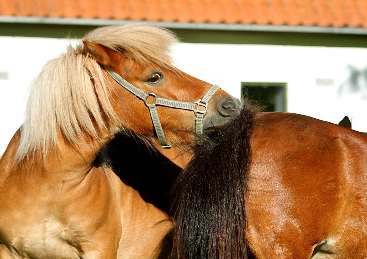 Shetlænder Victor - Bella's hale smager godt ;) 1 Juli 2015. billede 30