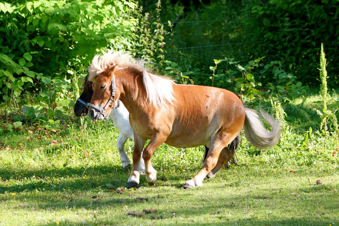 Shetlænder Victor - Drenge kamp ;) 1 Juli 2015. billede 27