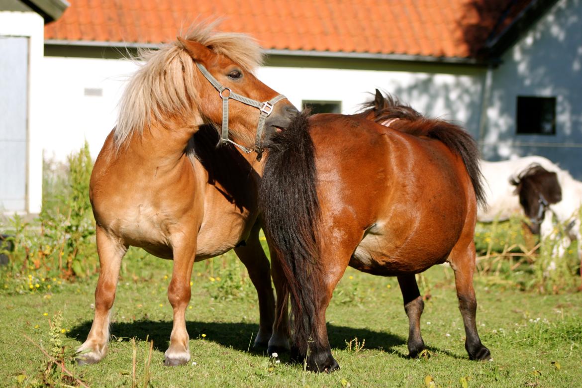 Shetlænder Victor - Victor og Bella nusser <3 1 Juli 2015. billede 10