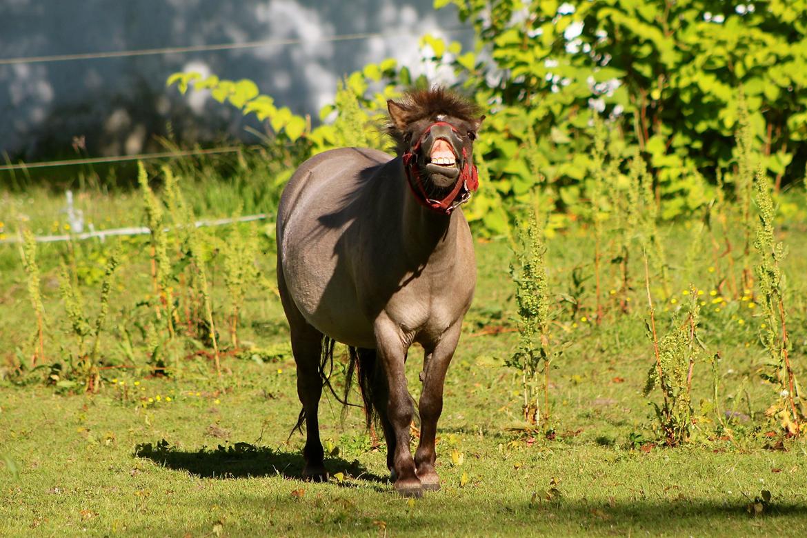 Shetlænder Comaros Combo Breaker - 1 Juli 2015. billede 5