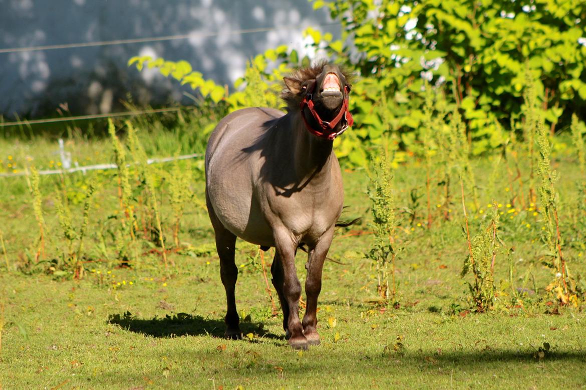 Shetlænder Comaros Combo Breaker - 1 Juli 2015. billede 4