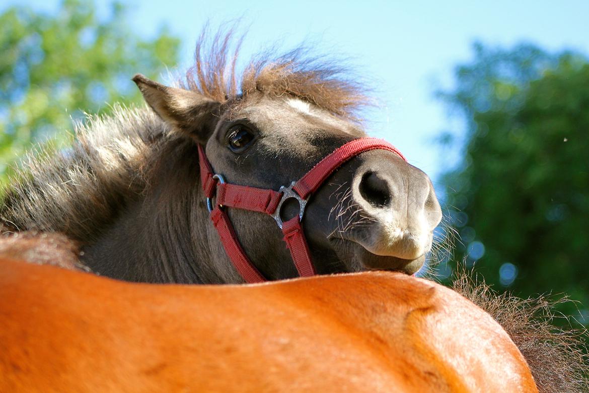 Shetlænder Comaros Combo Breaker - 1 Juli 2015. billede 3