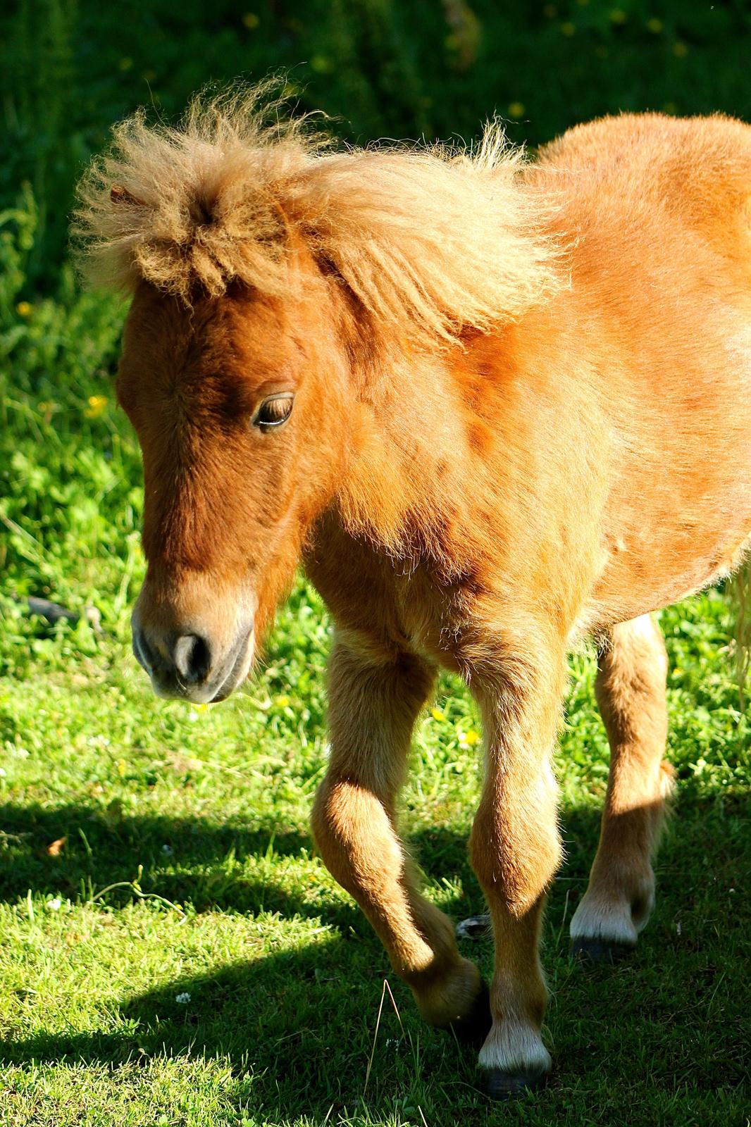 Shetlænder My Best Choice Constantino - 1 Juli 2015. billede 13