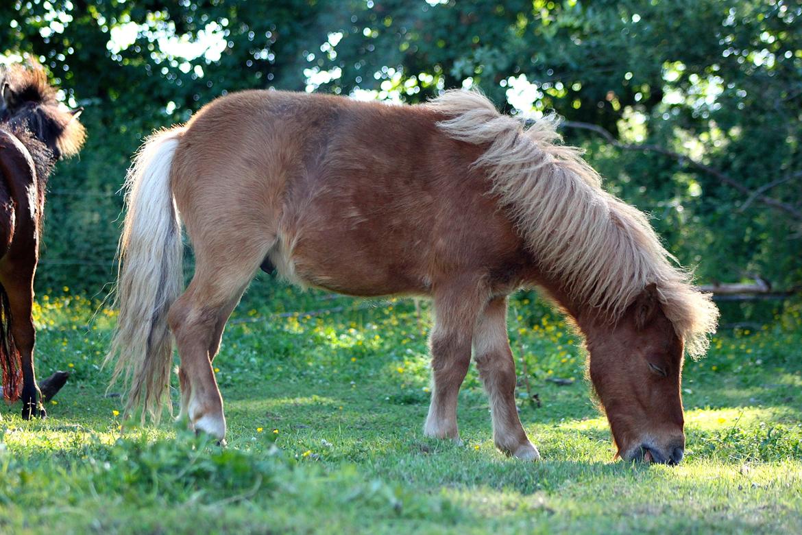 Shetlænder My Best Choice Constantino - 1 Juli 2015. billede 27