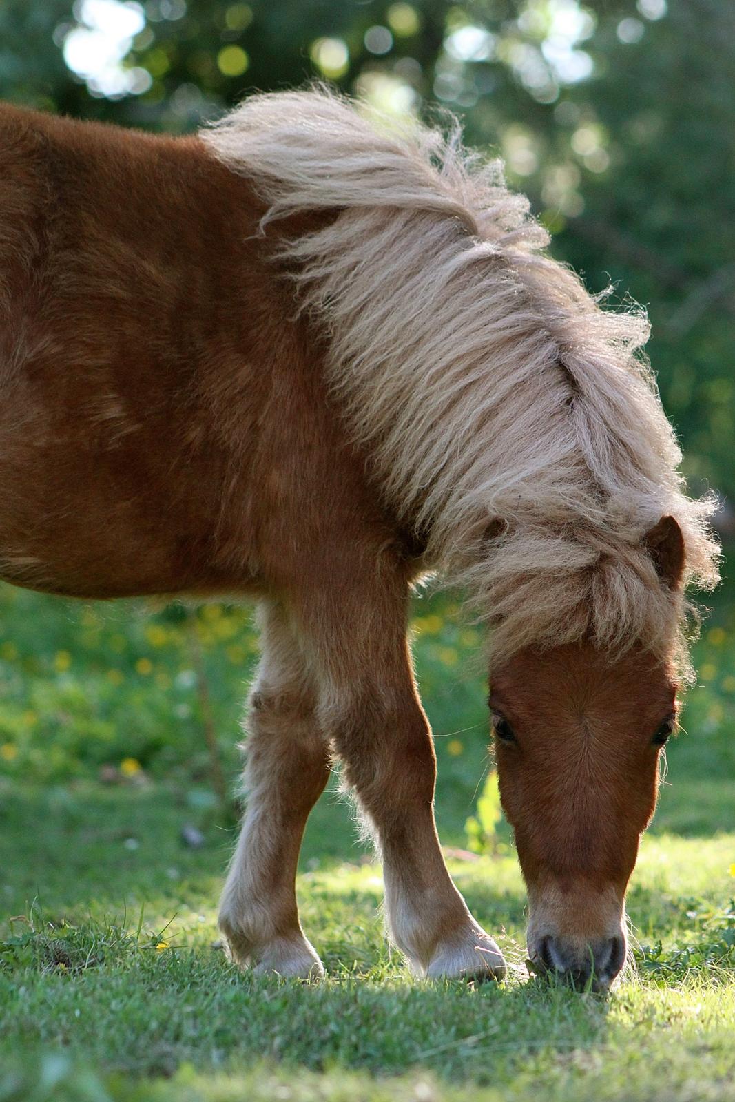 Shetlænder My Best Choice Constantino - 1 Juli 2015. billede 15