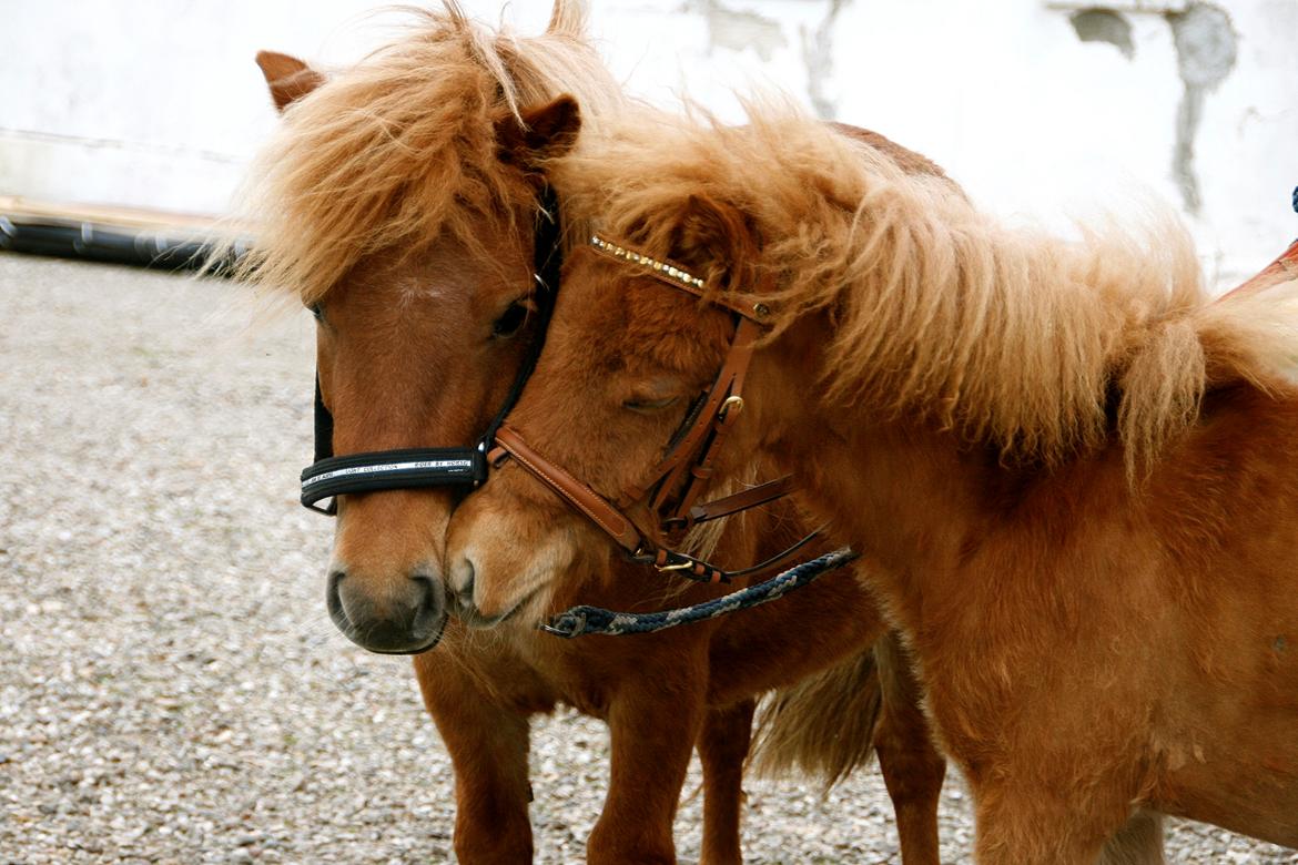 Shetlænder My Best Choice Constantino - 25 Maj 2015. Tino's 1 års fødselsdag. Tino og hans mor :) billede 31