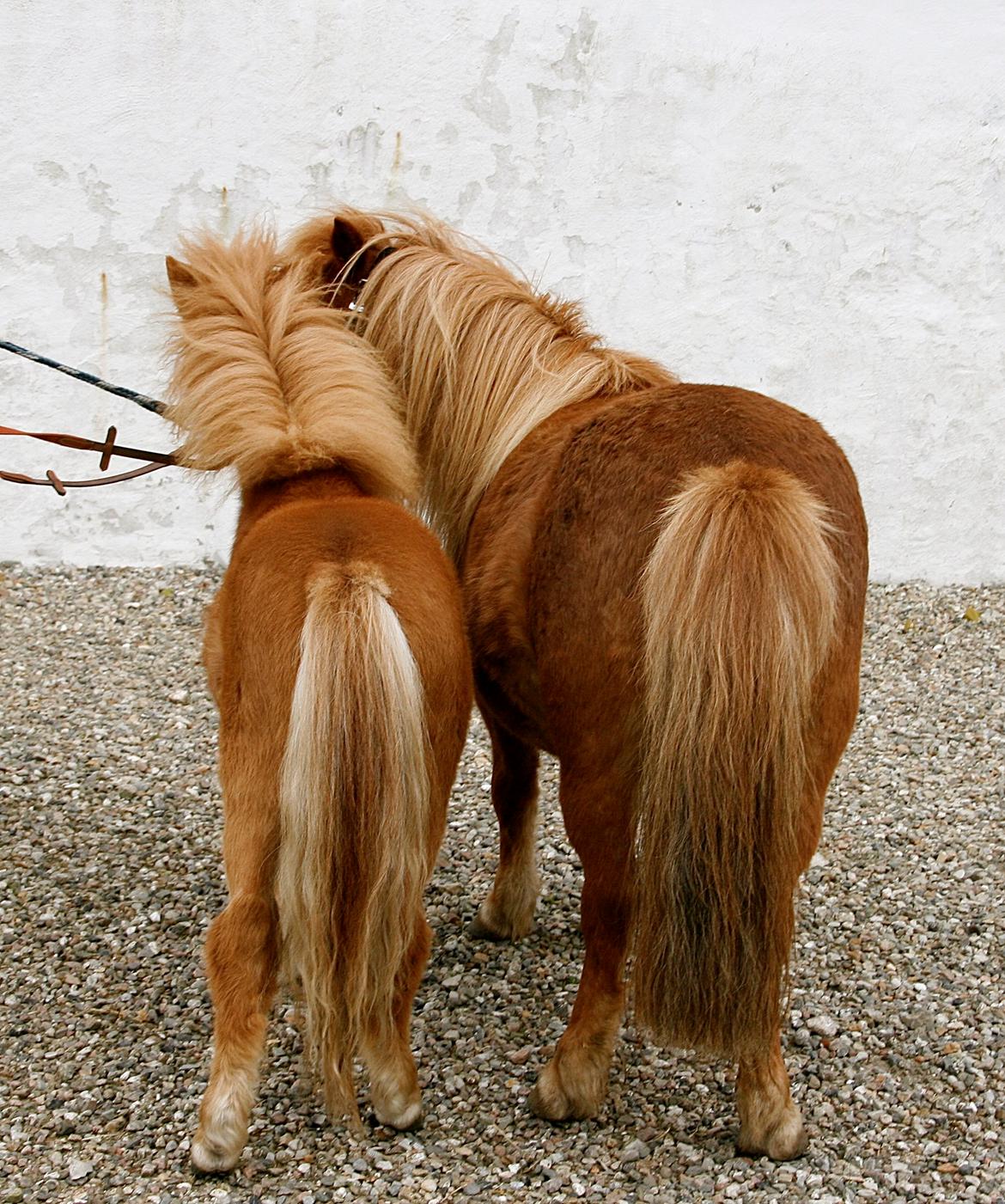 Shetlænder My Best Choice Constantino - 25 Maj 2015. Tino's 1 års fødselsdag. Tino og hans mor :) billede 33