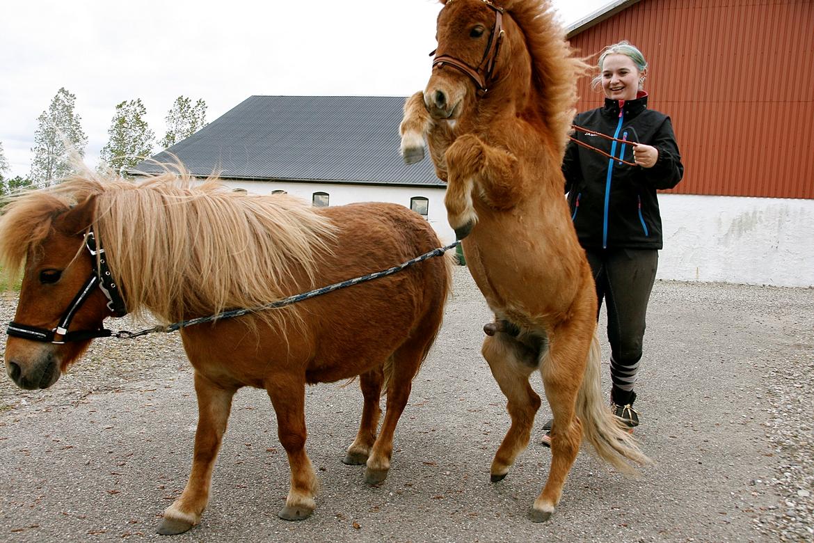 Shetlænder My Best Choice Constantino - 25 Maj 2015. Tino's 1 års fødselsdag. Tino og hans mor :) billede 35