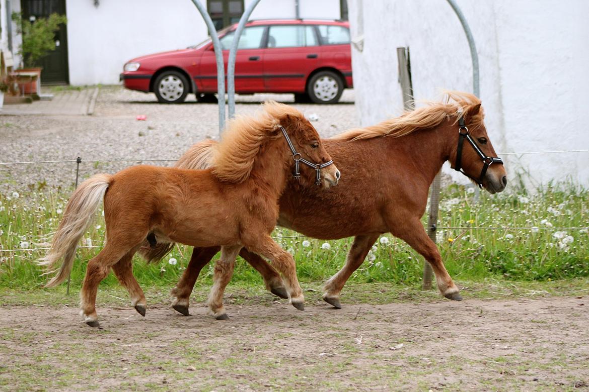 Shetlænder My Best Choice Constantino - 25 Maj 2015. Tino's 1 års fødselsdag. Tino og hans mor :) billede 37