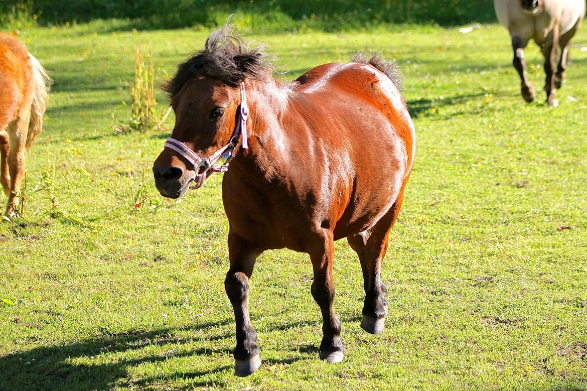 Miniature Bella La Princesa Pequeña - 1 Juli 2015. billede 27