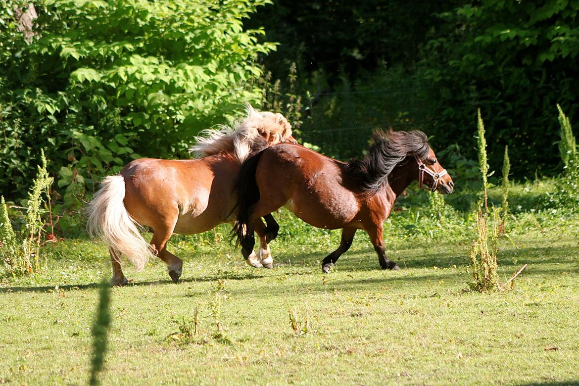 Miniature Bella La Princesa Pequeña - 1 Juli 2015. Giver lige Victor tæsk! billede 30