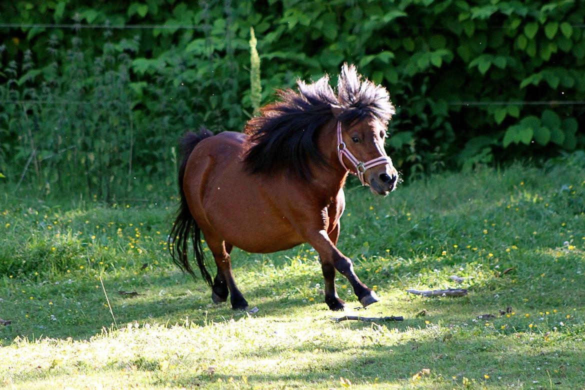Miniature Bella La Princesa Pequeña - 1 Juli 2015. billede 6