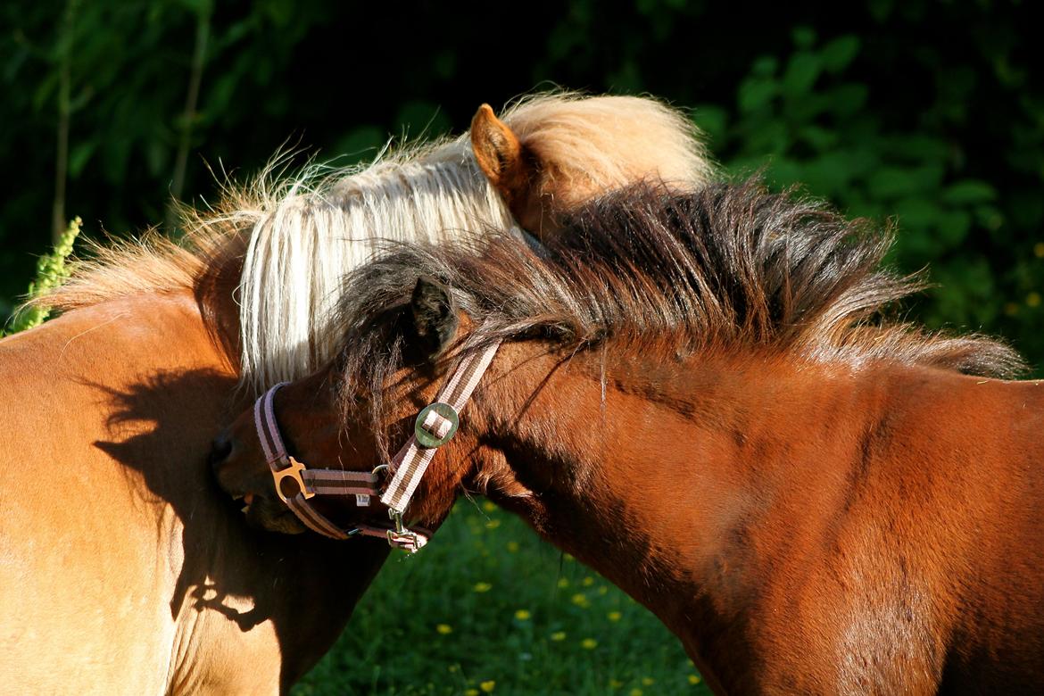 Miniature Bella La Princesa Pequeña - 1 Juli 2015. billede 32