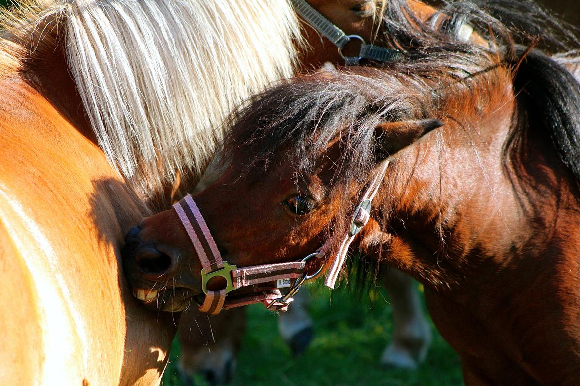 Miniature Bella La Princesa Pequeña - 1 Juli 2015. billede 36