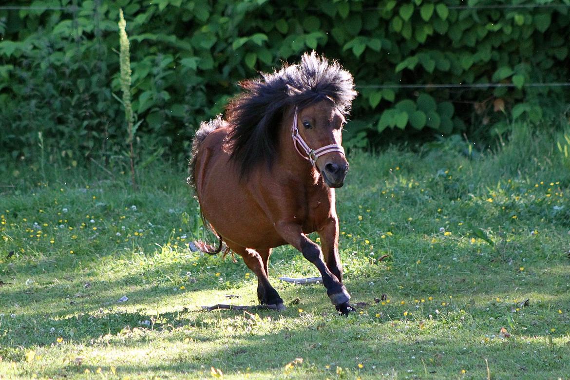 Miniature Bella La Princesa Pequeña - 1 Juli 2015. billede 1