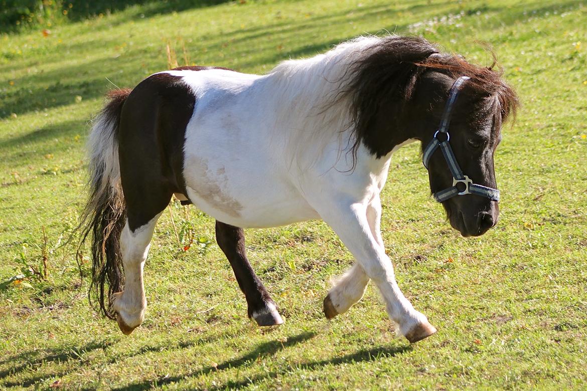 Miniature Magic Flash Back - 1 Juli 2015. billede 29