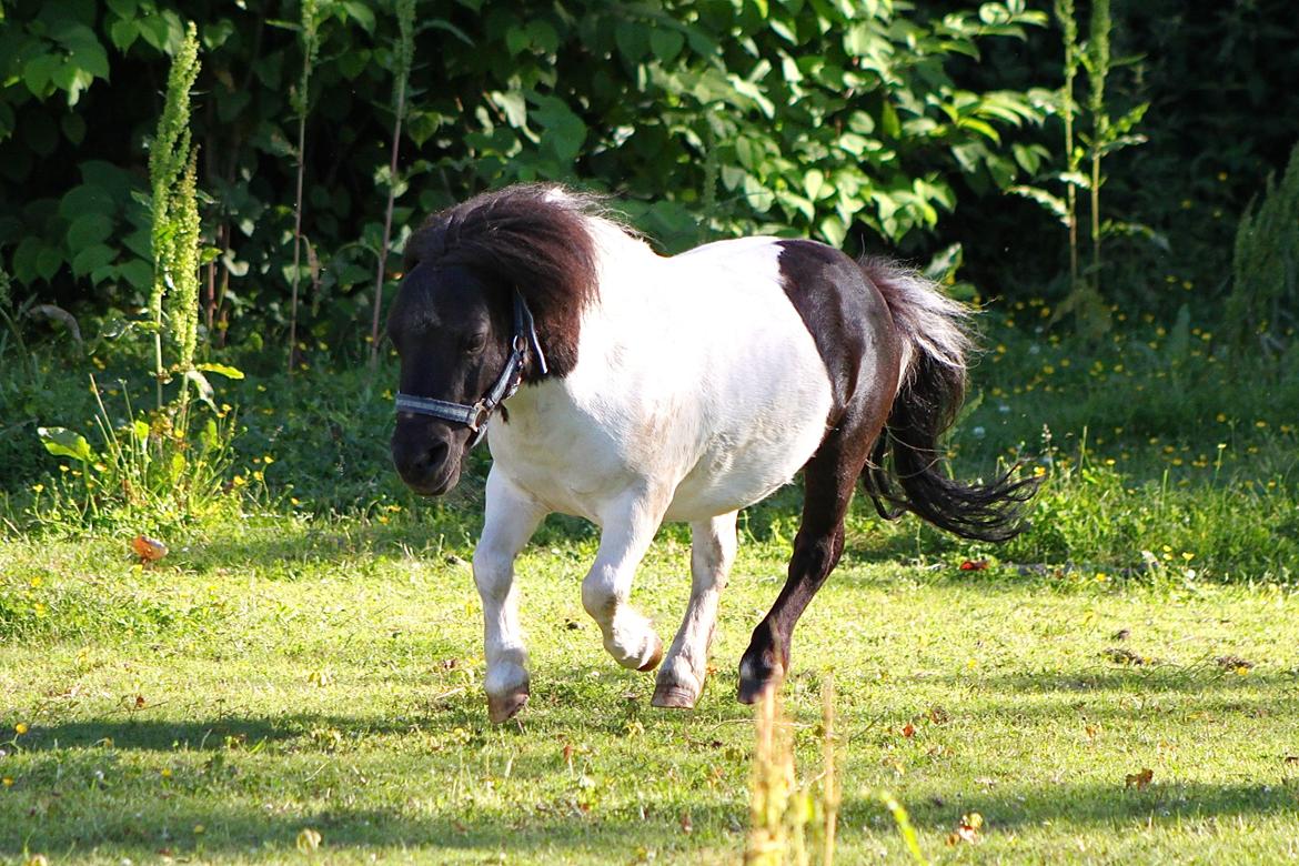 Miniature Magic Flash Back - 1 Juli 2015. billede 26