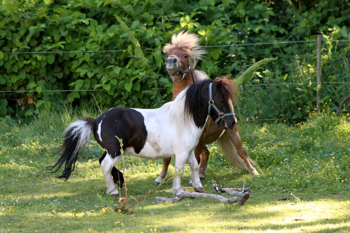 Miniature Magic Flash Back - 1 Juli 2015. billede 33