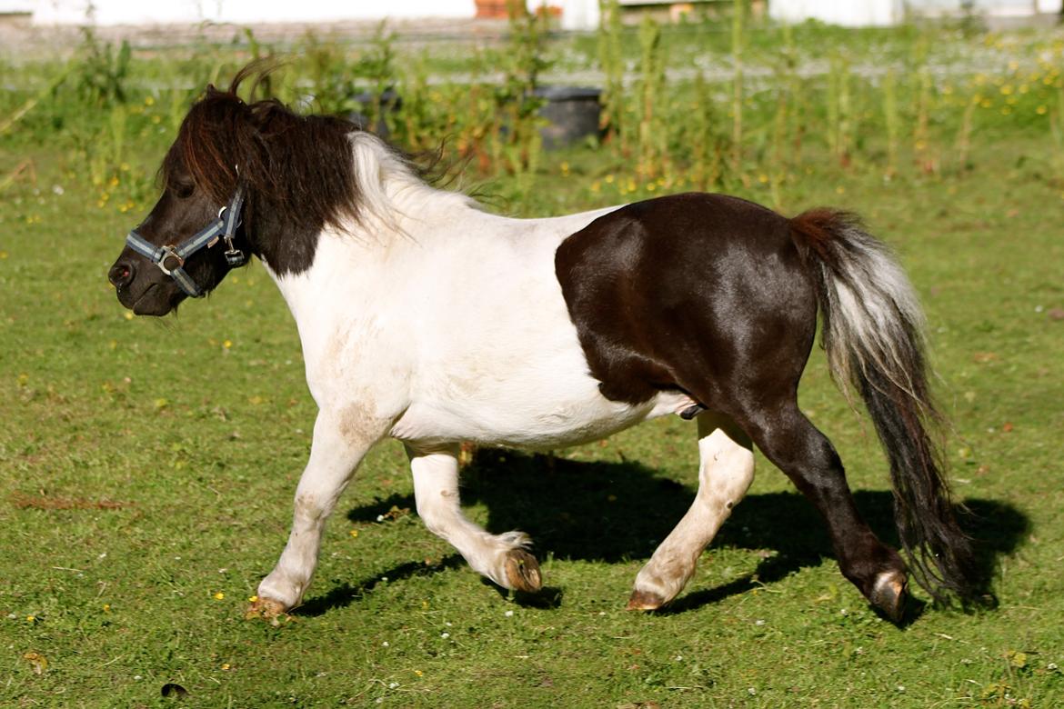 Miniature Magic Flash Back - 1 Juli 2015. billede 17