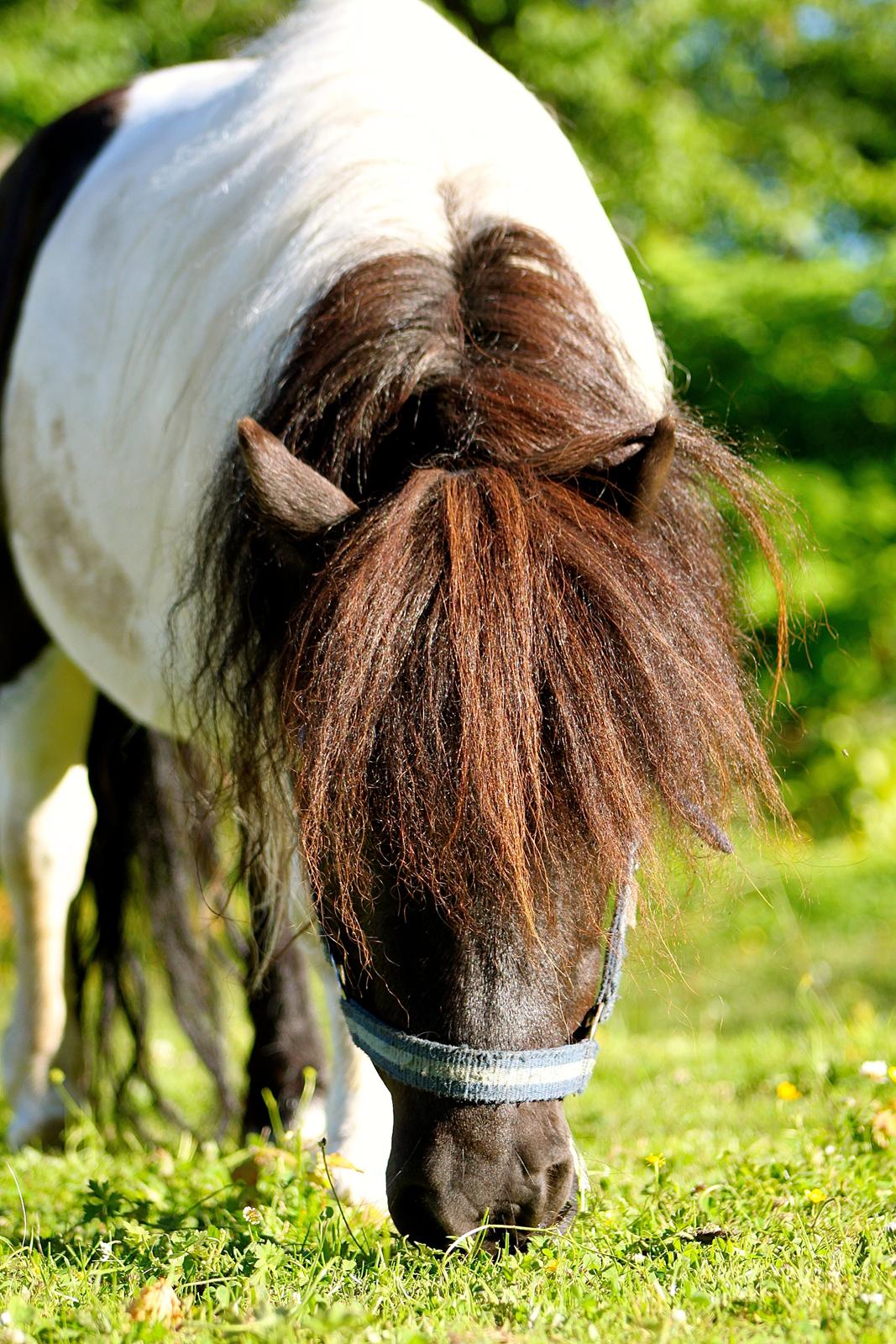 Miniature Magic Flash Back - 1 Juli 2015. billede 35