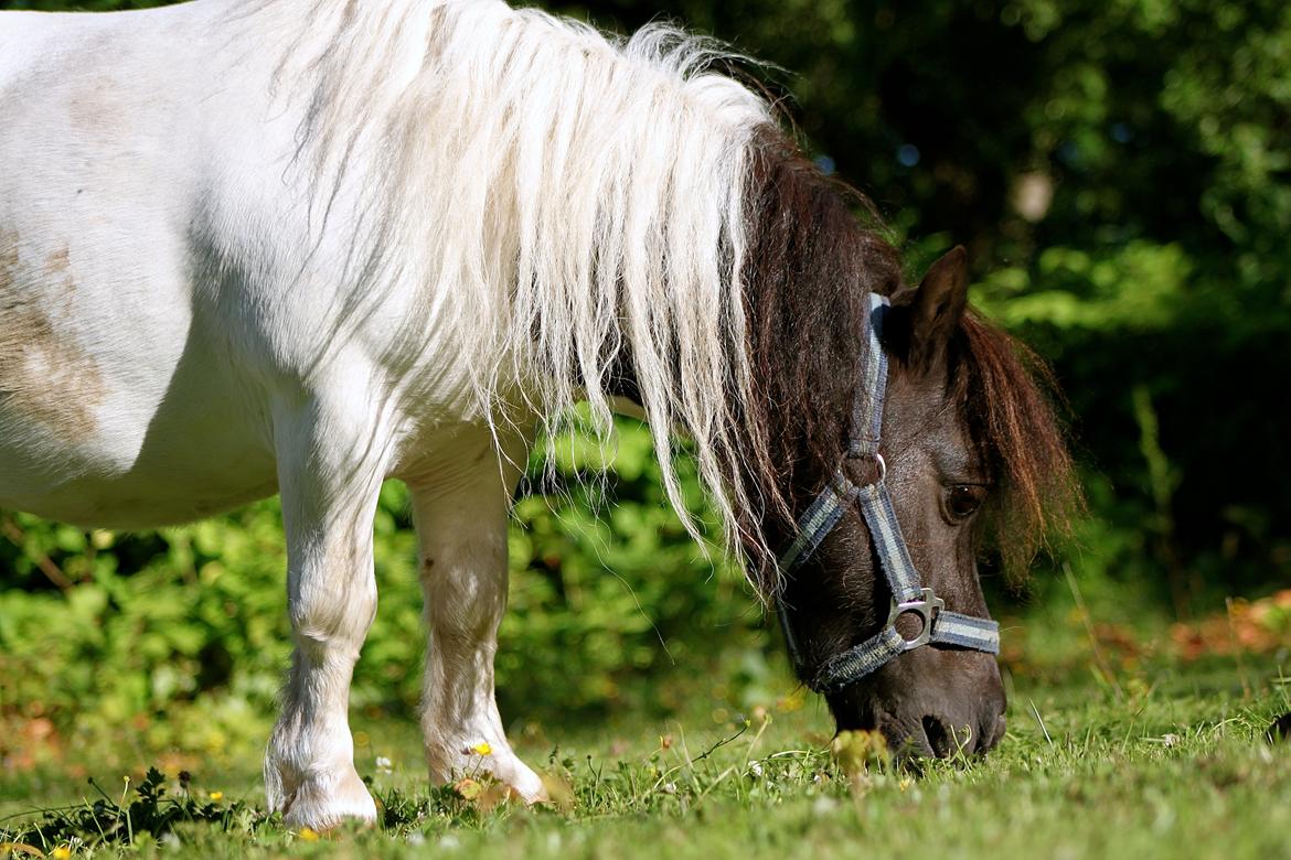 Miniature Magic Flash Back - 1 Juli 2015. billede 41