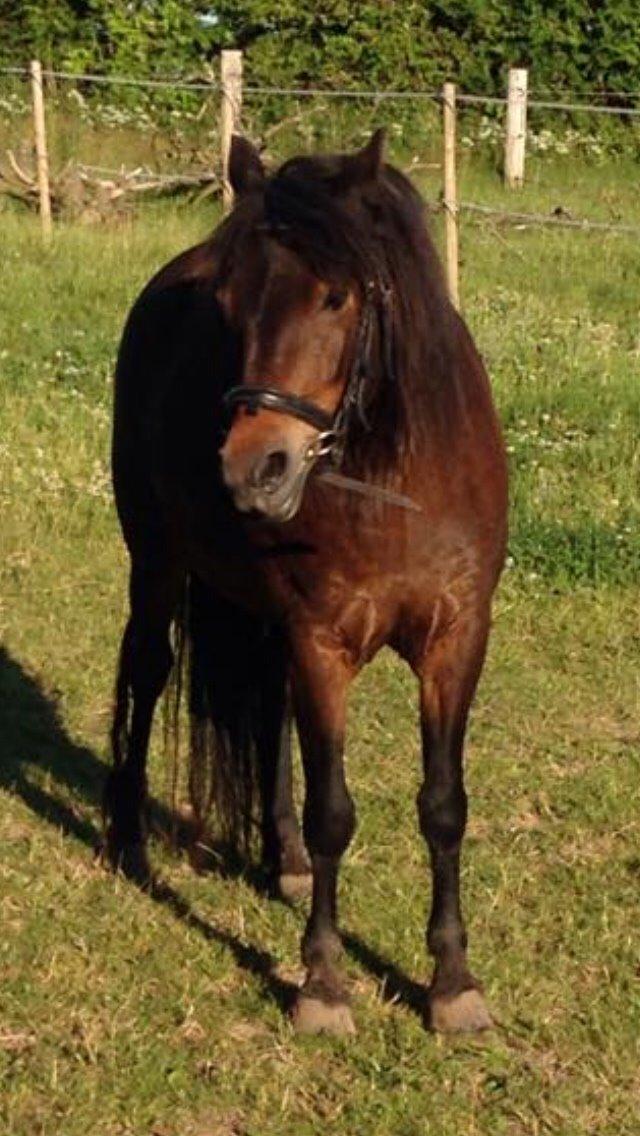 Dartmoor Anc-neu Loa billede 11