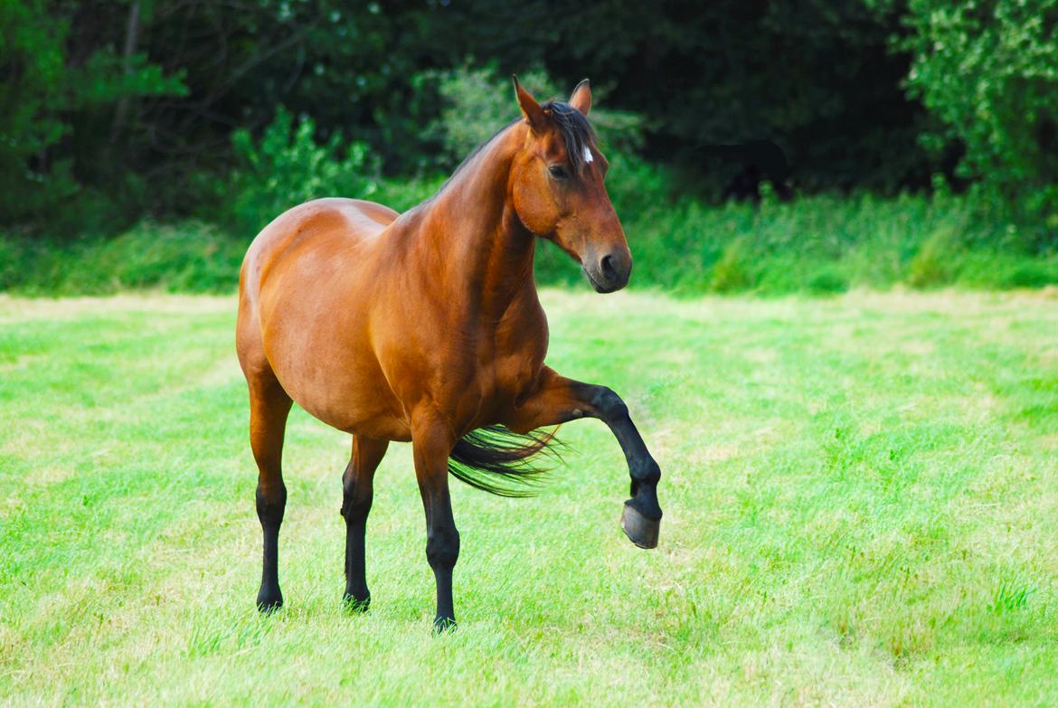 Anden særlig race Flicka <3 | Himmelhest  billede 4