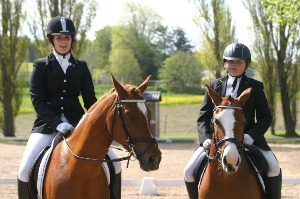 Anden særlig race Potter (Rideskole hest) billede 29