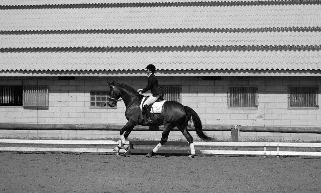 Dansk Varmblod Bøgeskov MICHIGAN billede 11