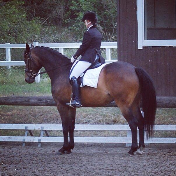 Dansk Varmblod Bøgeskov MICHIGAN billede 12