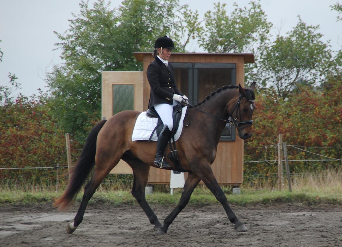 Dansk Varmblod Bøgeskov MICHIGAN billede 13