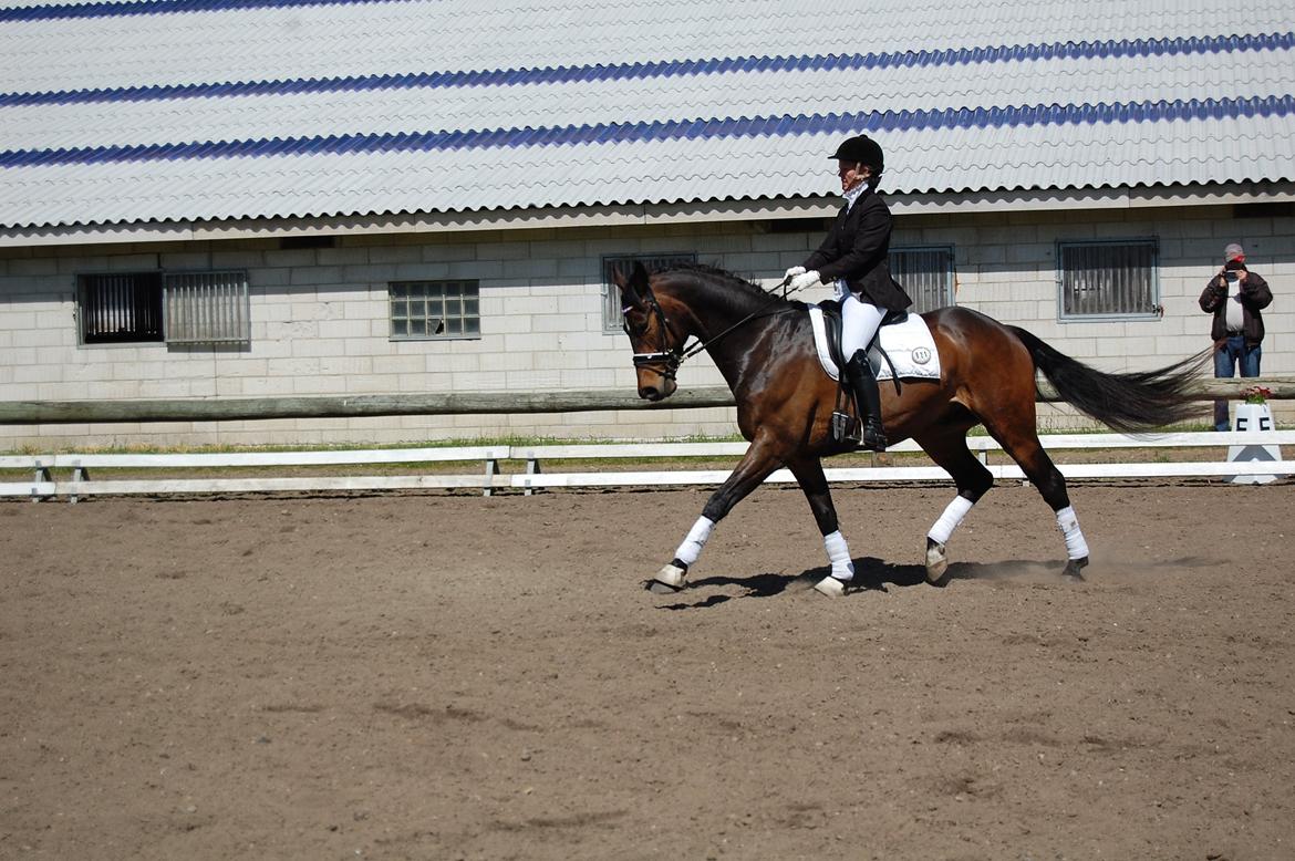 Dansk Varmblod Bøgeskov MICHIGAN billede 14