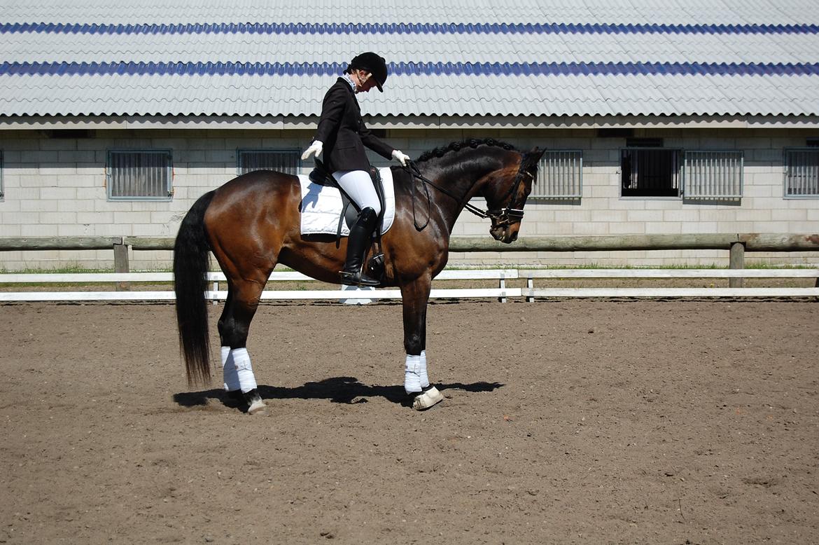 Dansk Varmblod Bøgeskov MICHIGAN billede 15