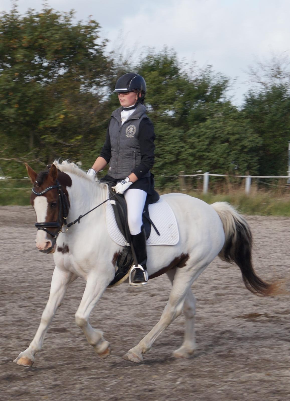 Anden særlig race Painters Pride - Pride til vores første stævne uden for vores egen klub. billede 1