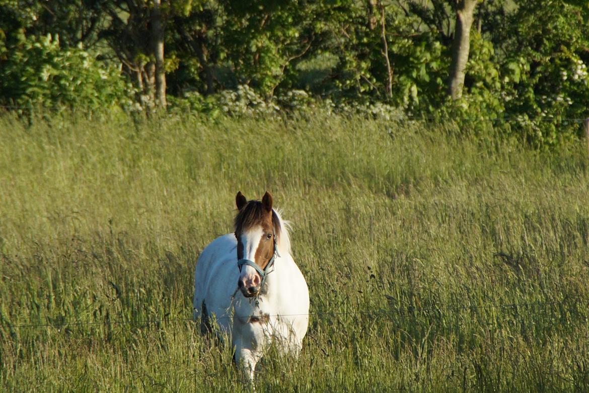 Anden særlig race Painters Pride - Pride på sommergræs 2015 billede 3