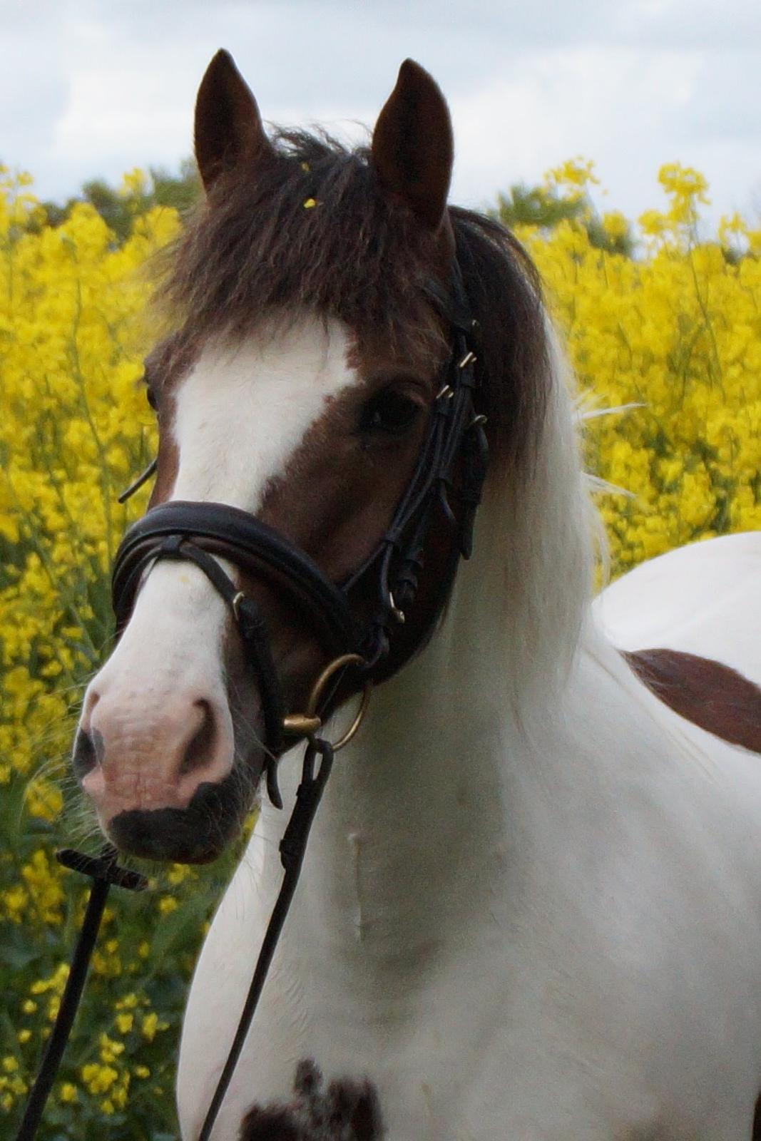 Anden særlig race Painters Pride - Pride i rapsmarken. billede 2