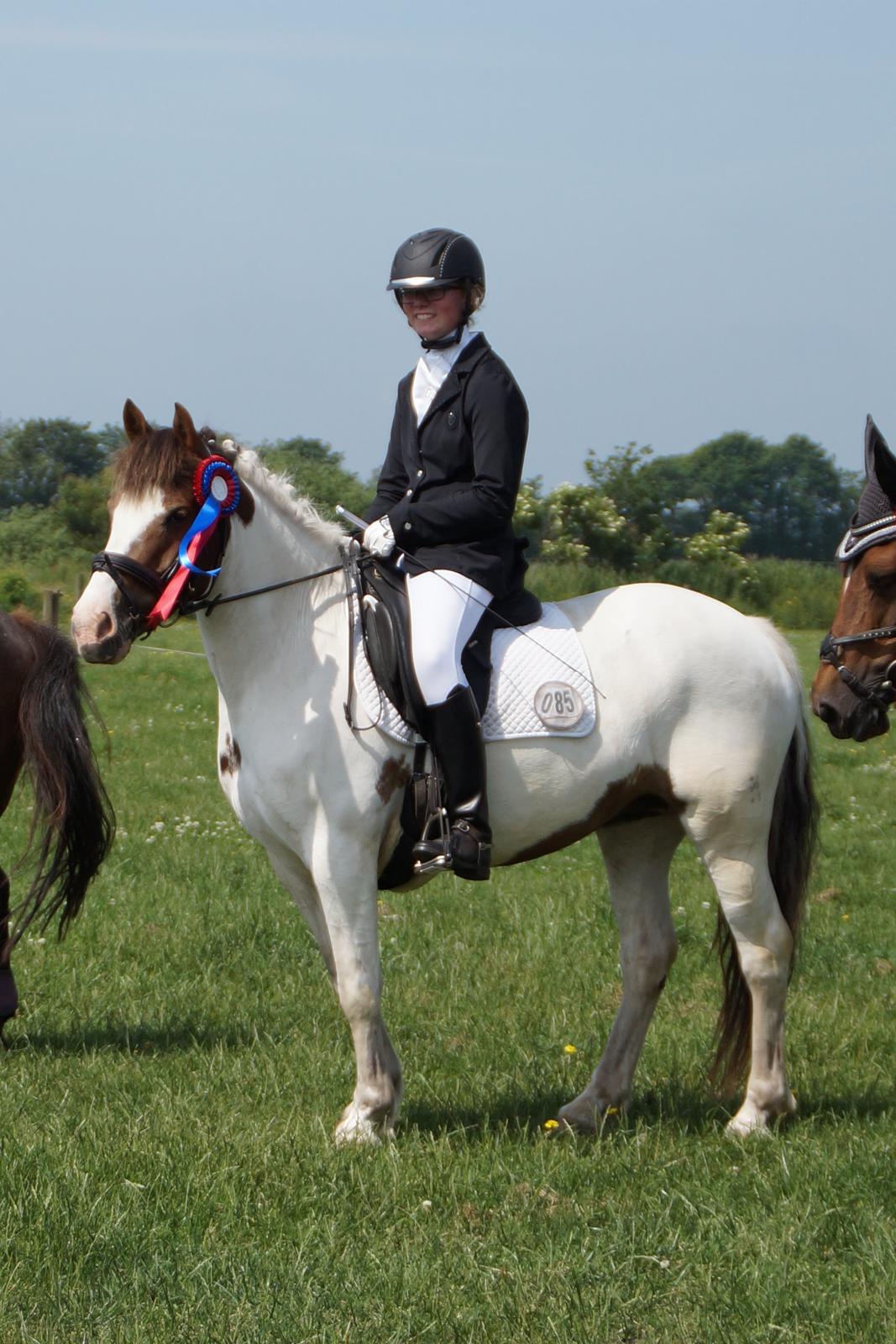 Anden særlig race Painters Pride - Fejlfri i LE 5/7 2015.  billede 5