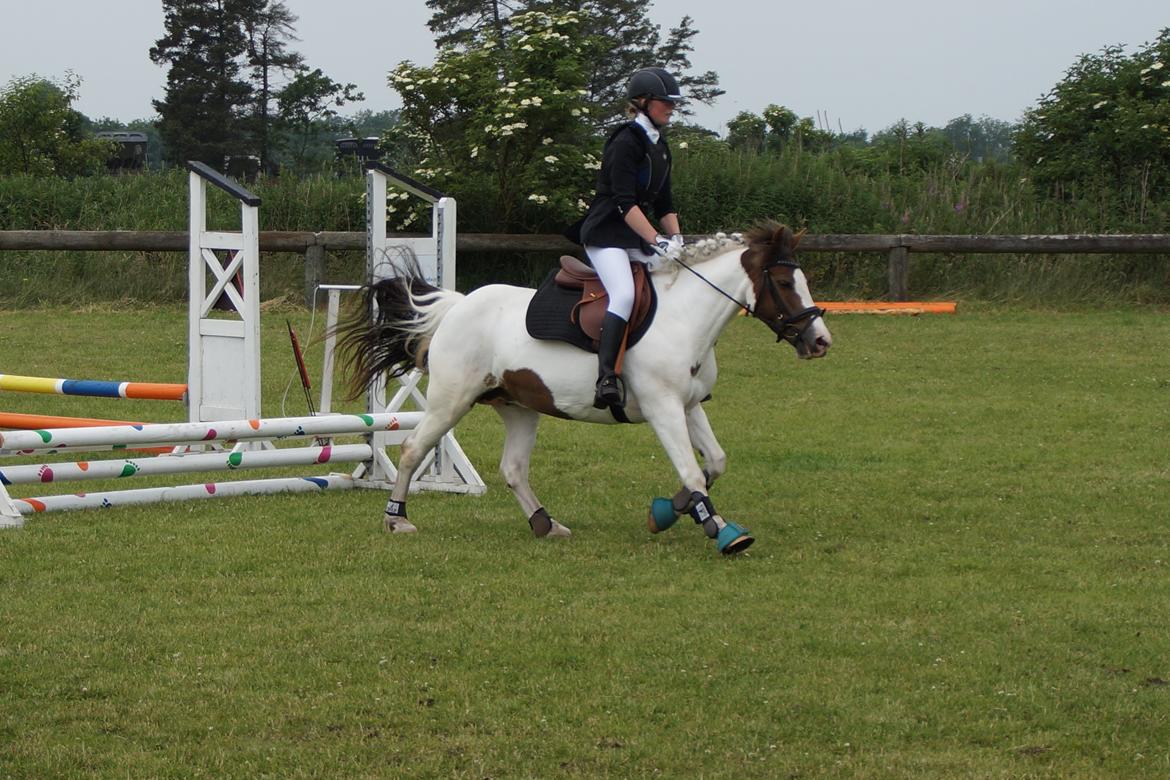 Anden særlig race Painters Pride - Pride og jeg til springstævne d. 5/7 2015  billede 4