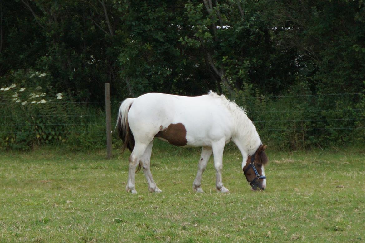 Anden særlig race Painters Pride - Pride på græs efter stævne 5/7 2015.  billede 6