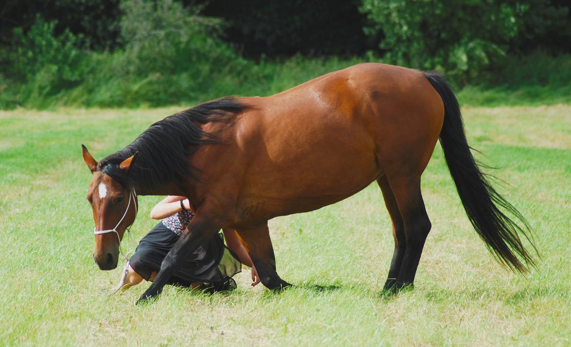 Anden særlig race Flicka <3 | Himmelhest  billede 9