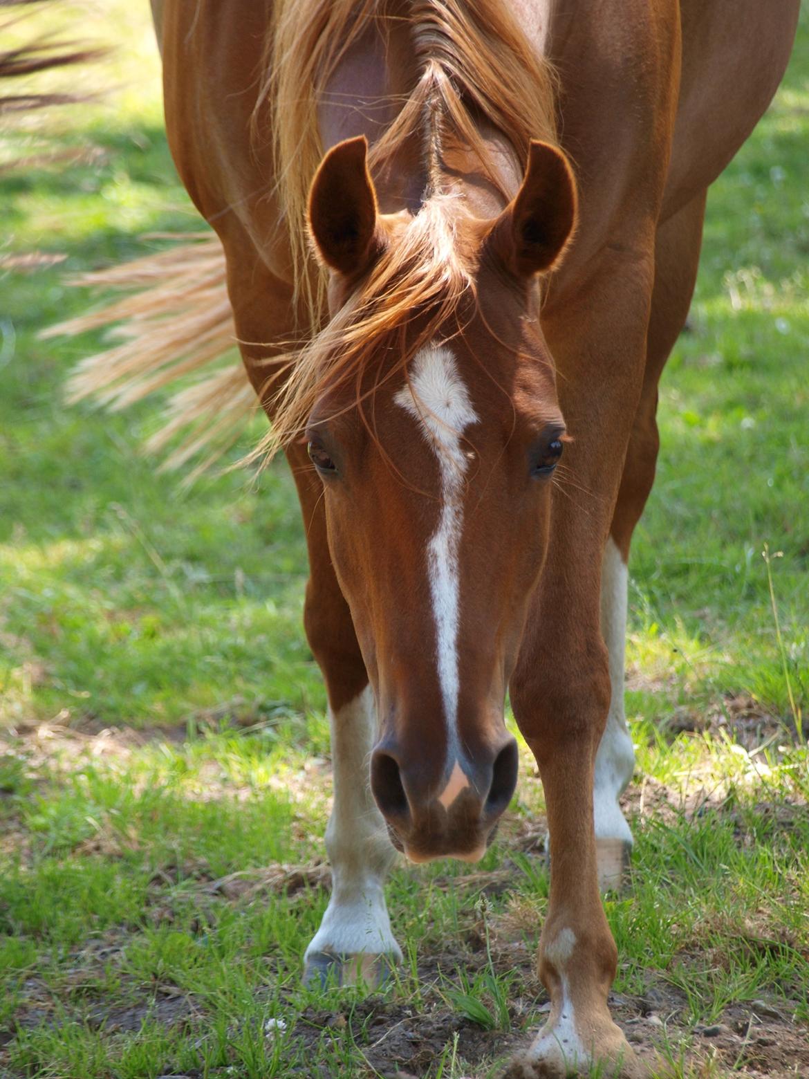 Arabisk fuldblod (OX) Bjørnebo's Shirak OX - 07-07-2015 billede 1