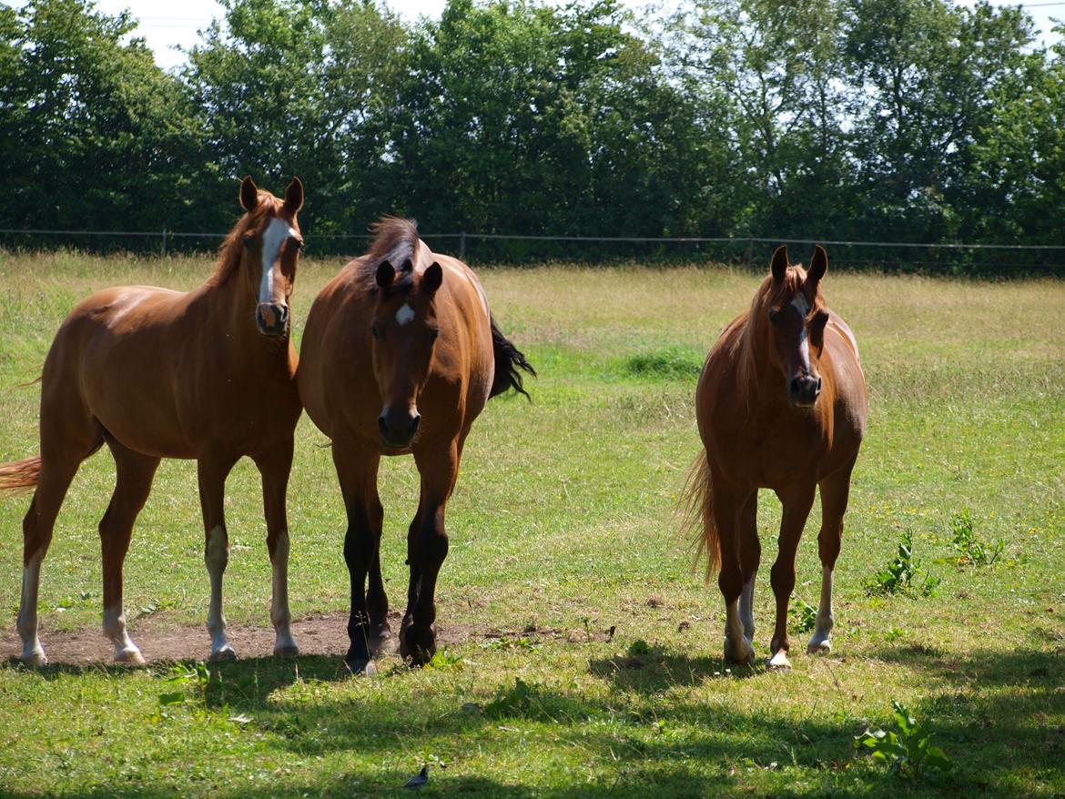 Arabisk fuldblod (OX) Bjørnebo's Shirak OX - 07-07-2015 billede 3