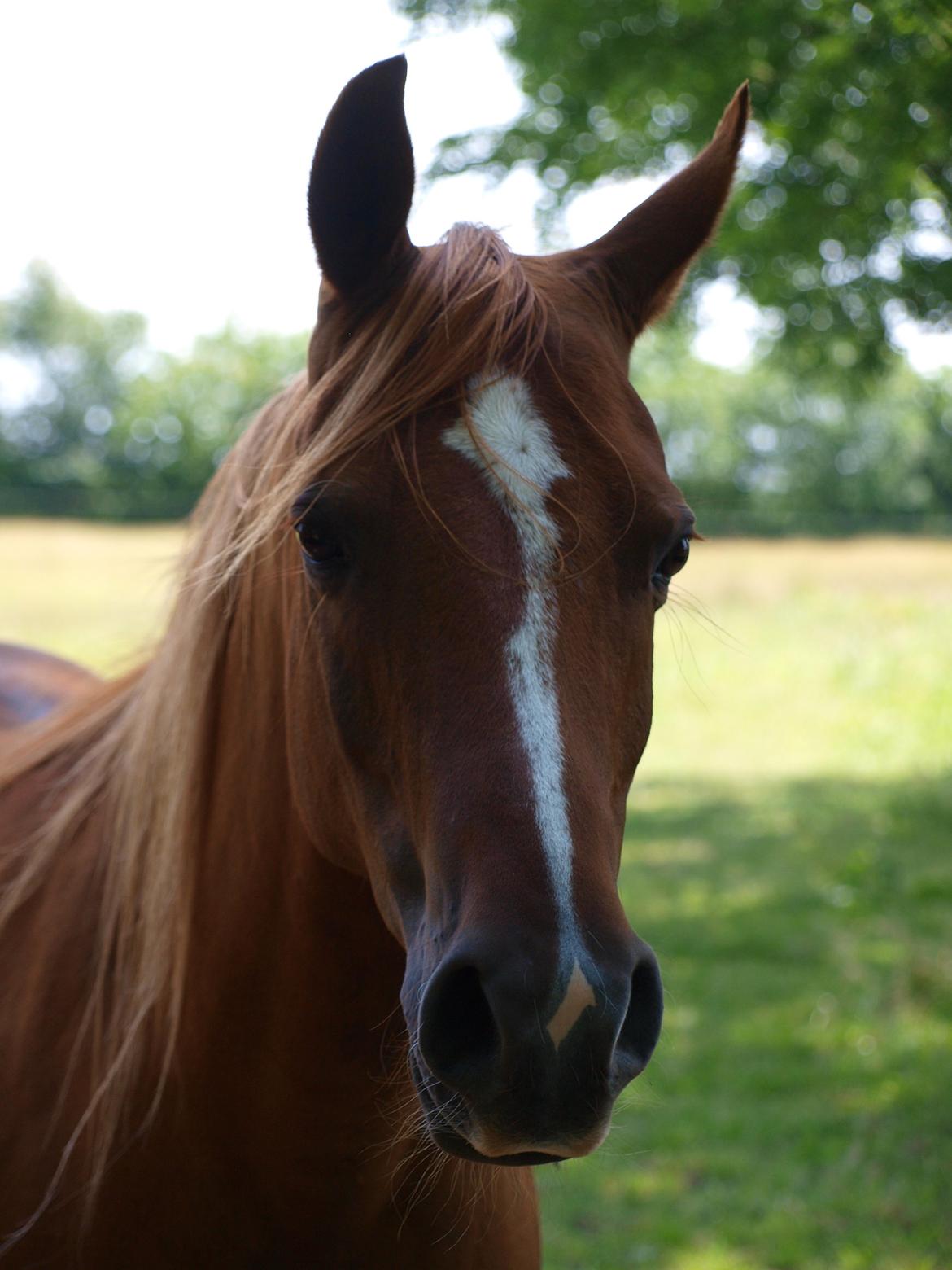 Arabisk fuldblod (OX) Bjørnebo's Shirak OX - 07-07-2015 billede 2