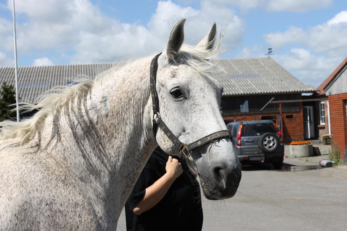 Lipizzaner Mille billede 7