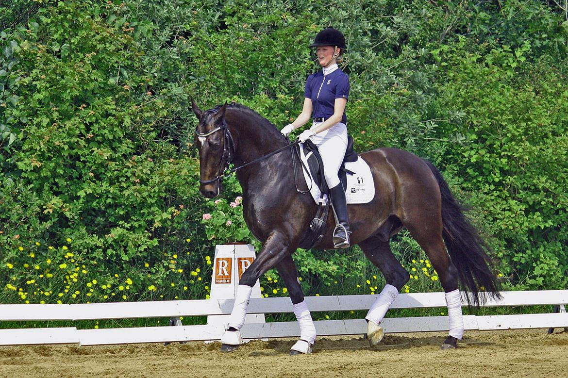 Dansk Varmblod NICOLAS STIDSHOLT - Juli 2015 - Foto: Anja Kristjansen billede 5