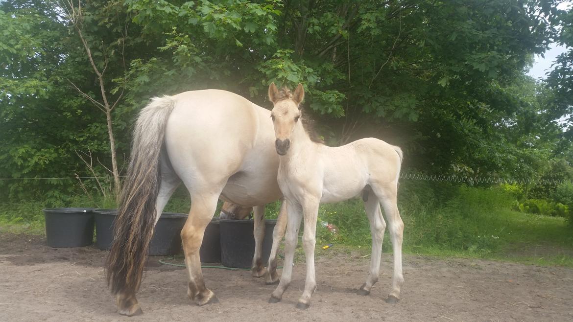 Anden særlig race Sukinox Her kommer jeg *Kalle* billede 10
